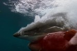 Глубокое синее море