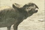 BBC: Прогулки с динозаврами