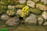 Мать-и-мачеха (листья мать-и-мачехи обыкновенной)