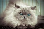 Персидская кошка