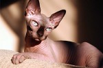 Канадский сфинкс (кошка)
