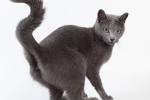 Русская голубая кошка