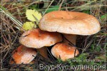 Рыжики