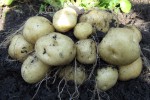 Картофель