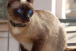 Сиамская кошка