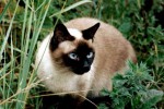 Сиамская кошка
