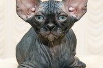 Канадский сфинкс (кошка)