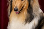 Колли (длинношерстная)