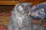 Персидская кошка