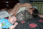 Персидская кошка