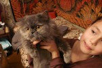 Персидская кошка