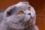 Шотландская вислоухая кошка
