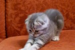 Шотландская вислоухая кошка