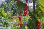 Смородина красная
