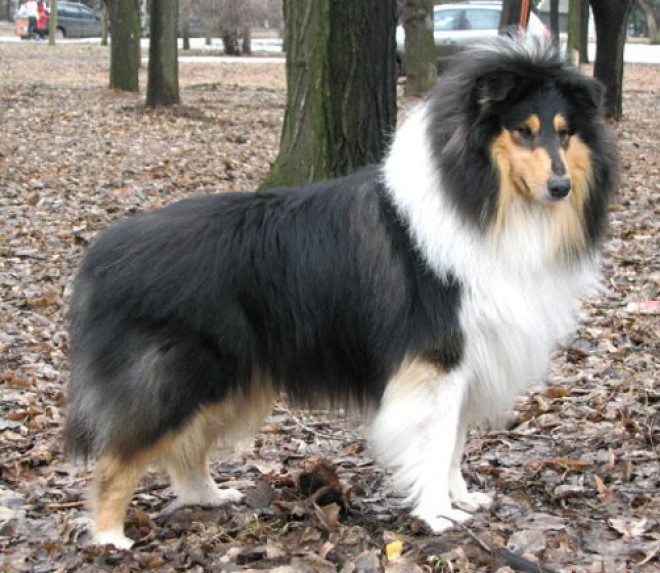 Колли (длинношерстная)