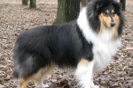 Колли (длинношерстная)