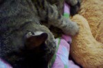 Кошка беспородная