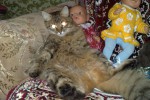 Кошка беспородная | Антошка