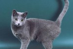 Русская голубая кошка
