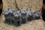 Русская голубая кошка
