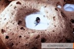 Дорогая, я уменьшил детей