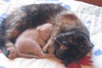 Кошка беспородная