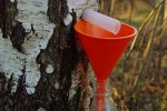 Березовый сок