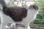Кошка беспородная