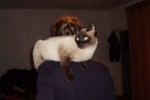 Сиамская кошка