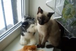 Сиамская кошка