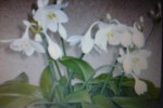 Эухарис (амазонская лилия)