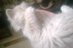 Сибирская кошка