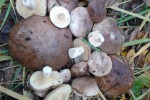 Жареная картошка с грибами