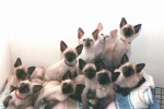 Сиамская кошка