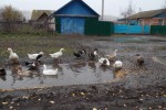 Индоутка (мускусная утка)