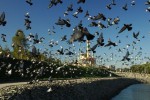 Каскад прудов