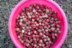 Клубника полевая
