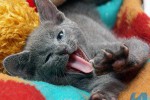 Кошка беспородная