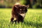 Кошка беспородная