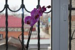 Орхидея Фаленопсис