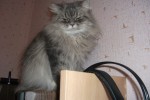 Персидская кошка