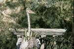Цапля и журавль