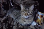 Кошка беспородная