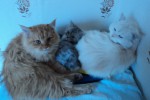 Кошка беспородная