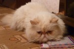 Royal Canin