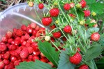 Земляника лесная