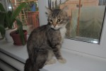 Кошка беспородная