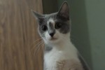 Кошка беспородная