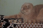Шотландская вислоухая кошка