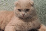 Шотландская вислоухая кошка